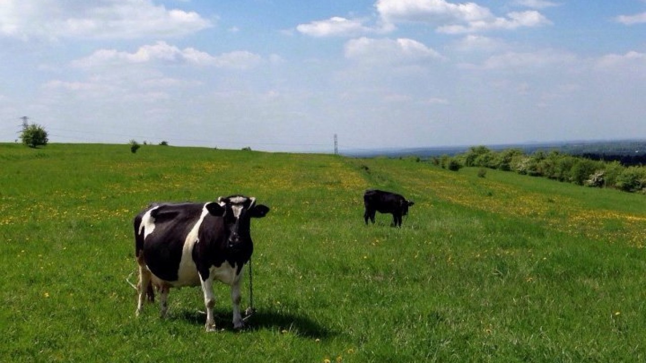 Корова на лугу