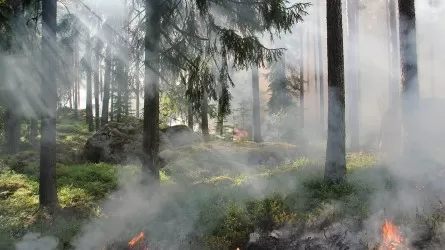 Что Казахстану не хватает для борьбы с лесными пожарами?  