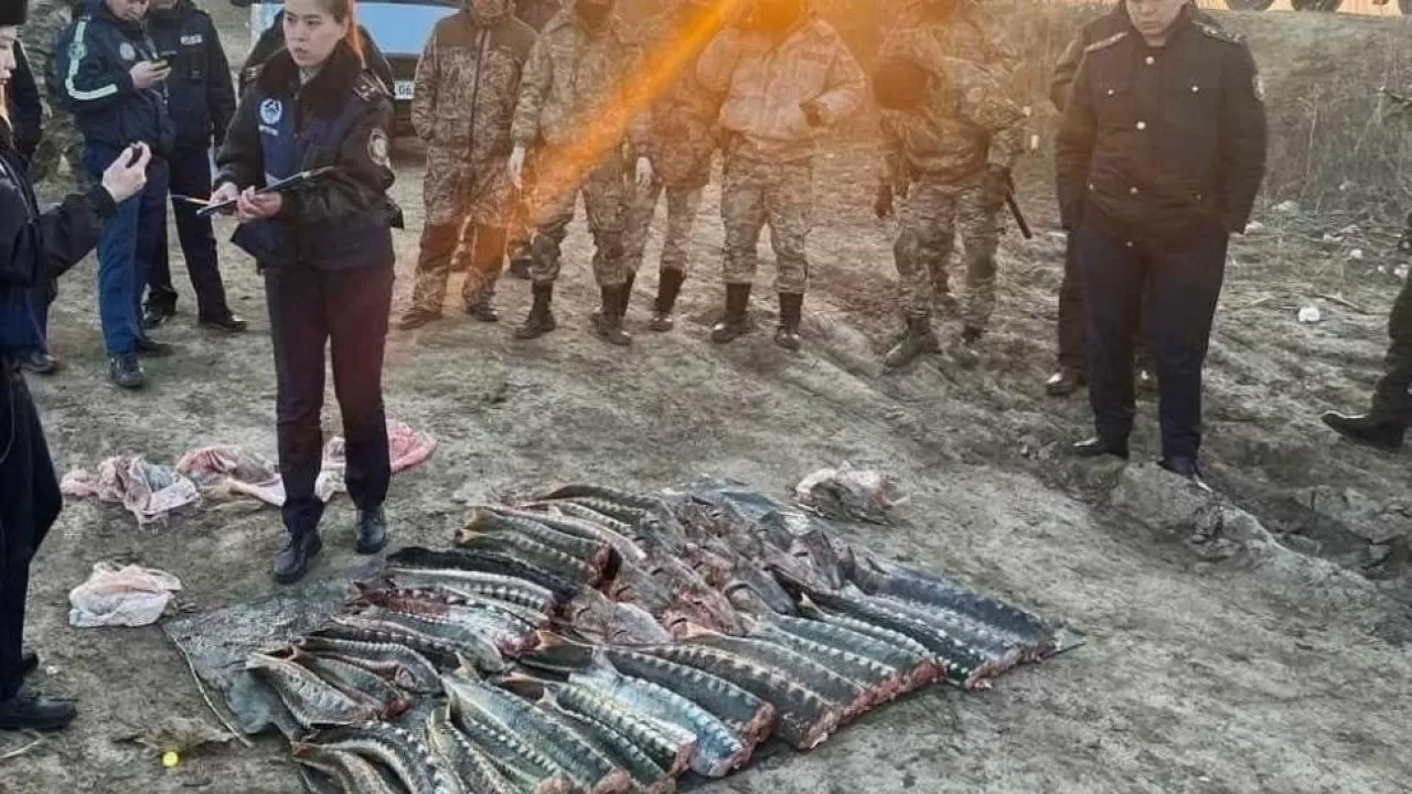 Охота на браконьеров в Казахстане: сотни расследований 