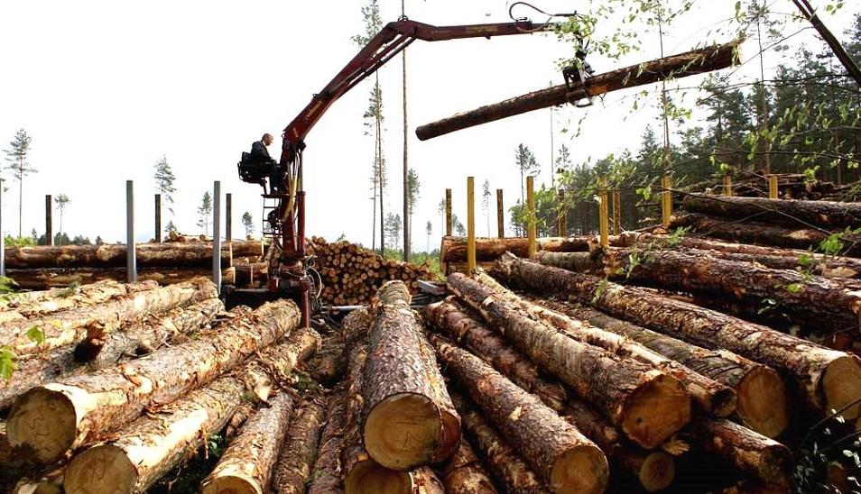 Вырубка лесов поставила под угрозу жизни миллионов людей