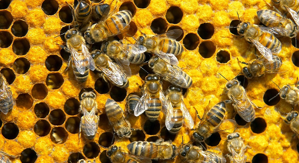 Казахстанские пчелы делают неправильный мед