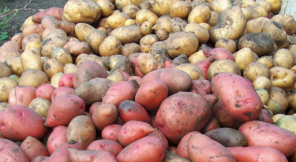 228 тонн зараженного картофеля из Германии пытались ввезти в Казахстан
