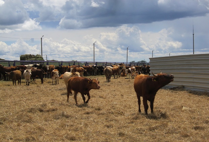 МСХ выступает за квотирование экспорта бычков 
