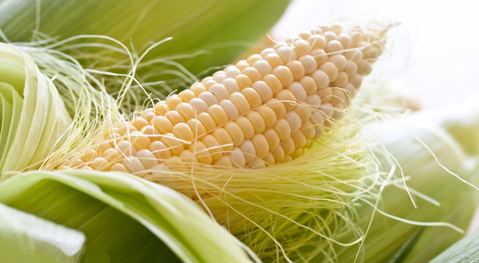 Кукурузу вместо сахара предлагают использовать в Казахстане