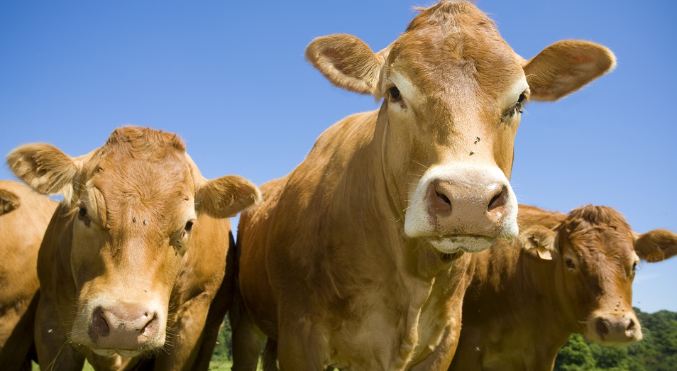 Обсуждение вопроса об экспорте живого скота продлили на две недели