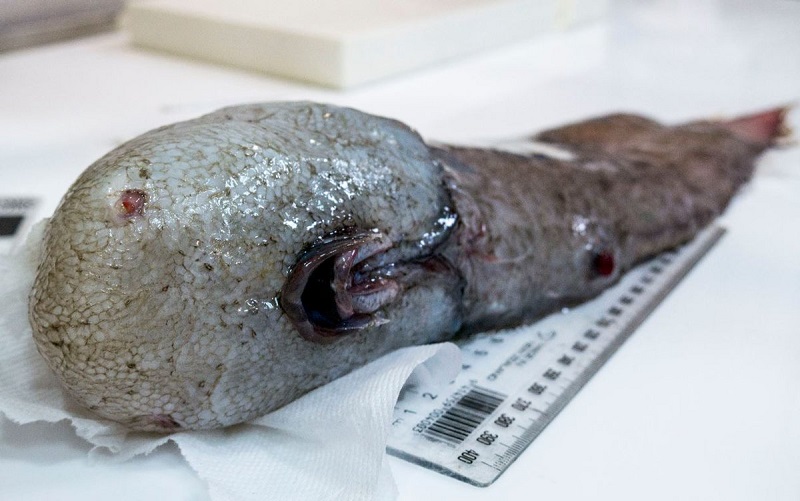 Ученые поймали у берегов Австралии рыбу "без лица" 