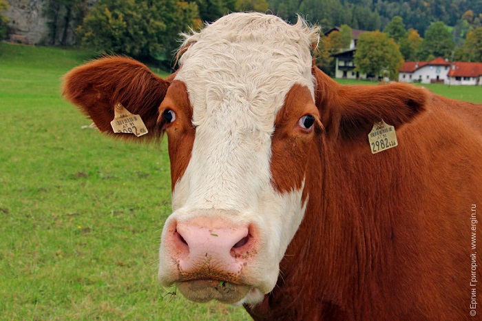 Что грозит фермеру, если скот заболеет бруцеллезом? 