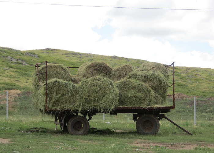 В Атыраускую область 50% кормов для скота перевезут из соседних регионов
