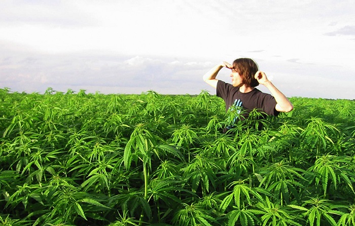 Конопля как она растет и голландский марихуана