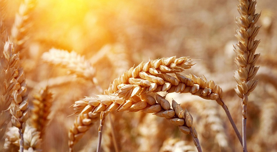 Казахстанская пшеница дорожает до 95 тыс. тенге за тонну