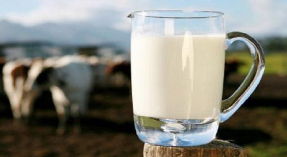 Поднять закупочную стоимость костанайского молока просят крестьяне 