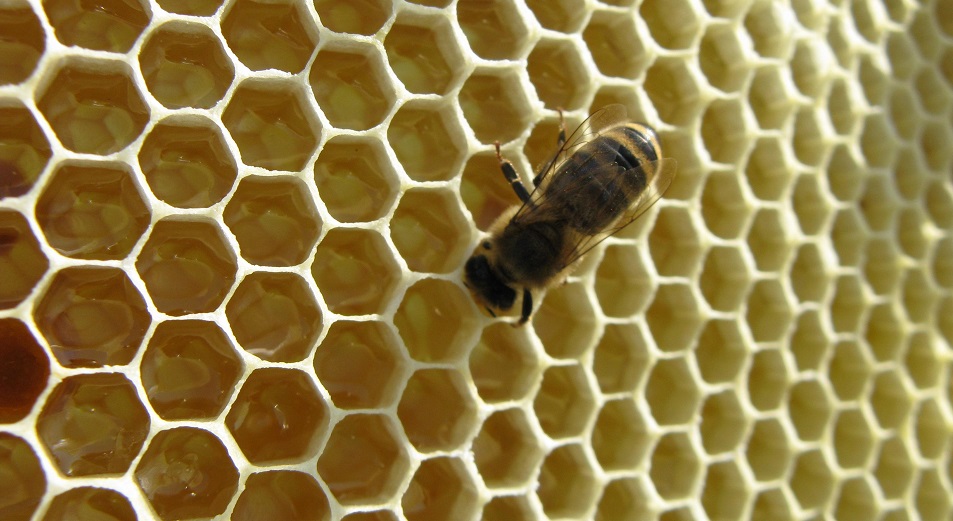 Пчеловодам дали денег на мёд