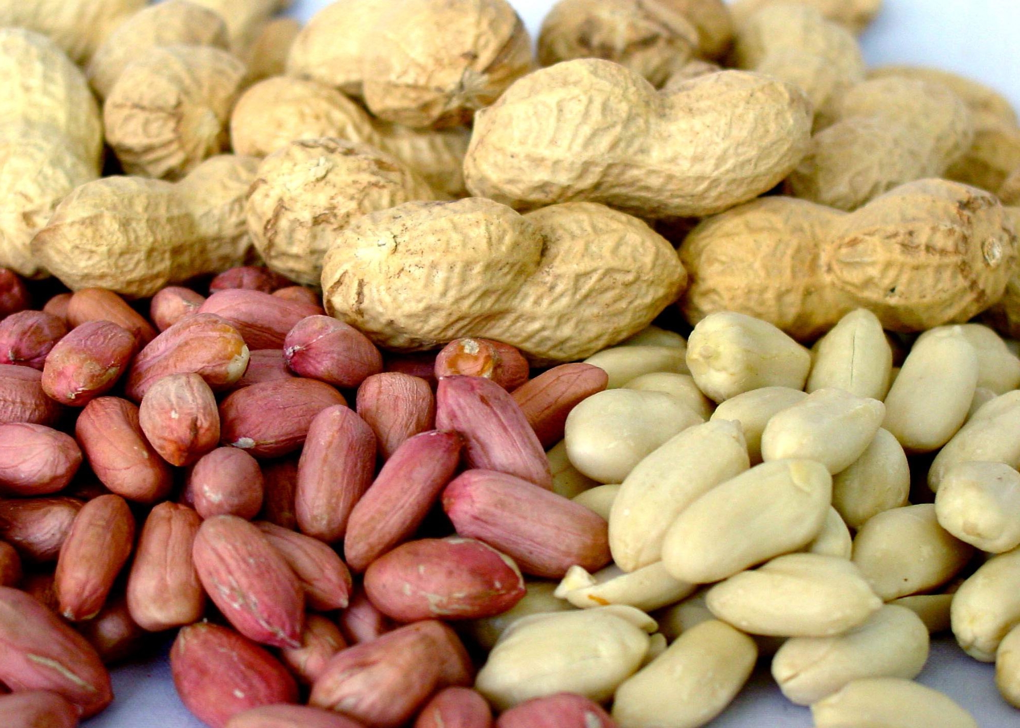 Аграрии Жамбылской области рассчитывают на хороший урожай арахиса