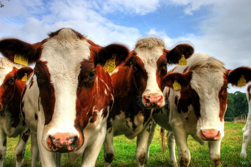 В смерти 120 коров в Актюбинской области винят ядовитый сорняк 