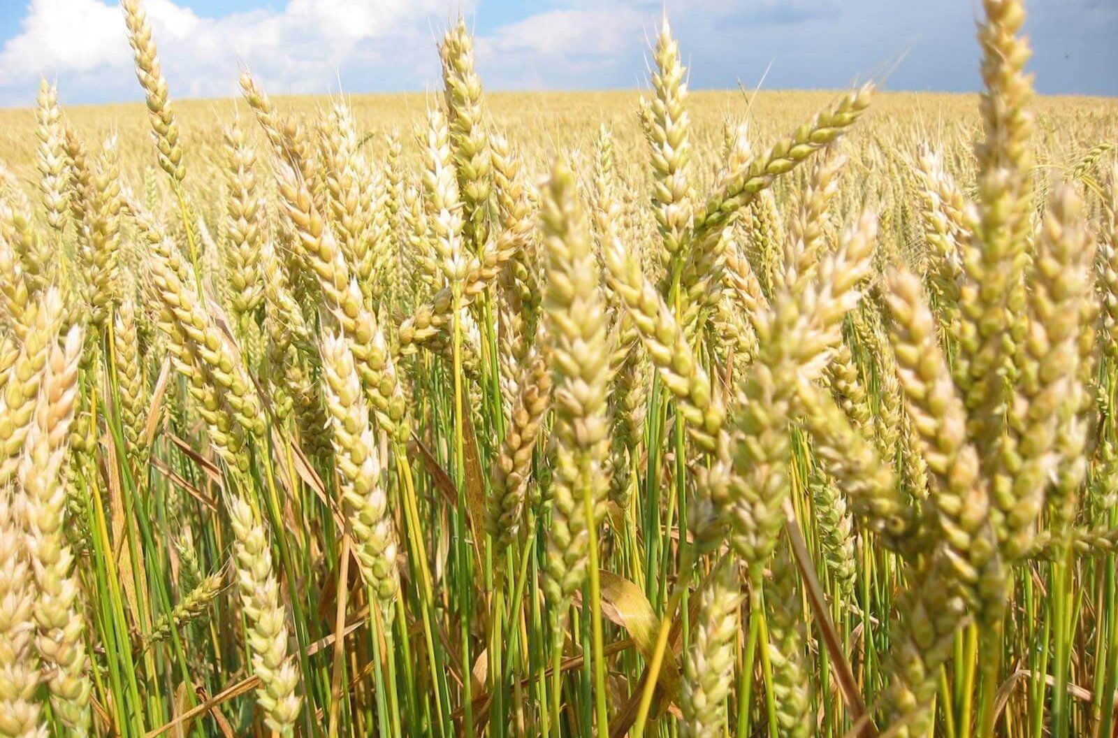 Экспортировать в Европу высокобелковую пшеницу намерены костанайцы