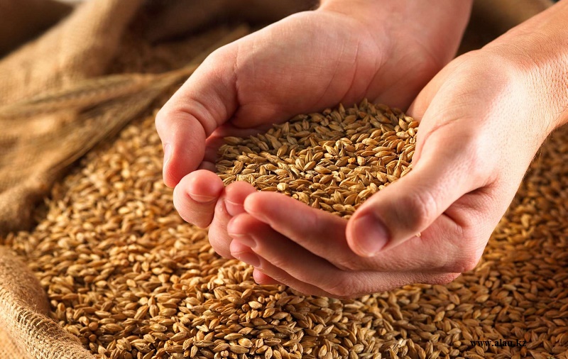 Аграрии Костанайской области планируют собрать около 5 млн тонн зерна в текущем году