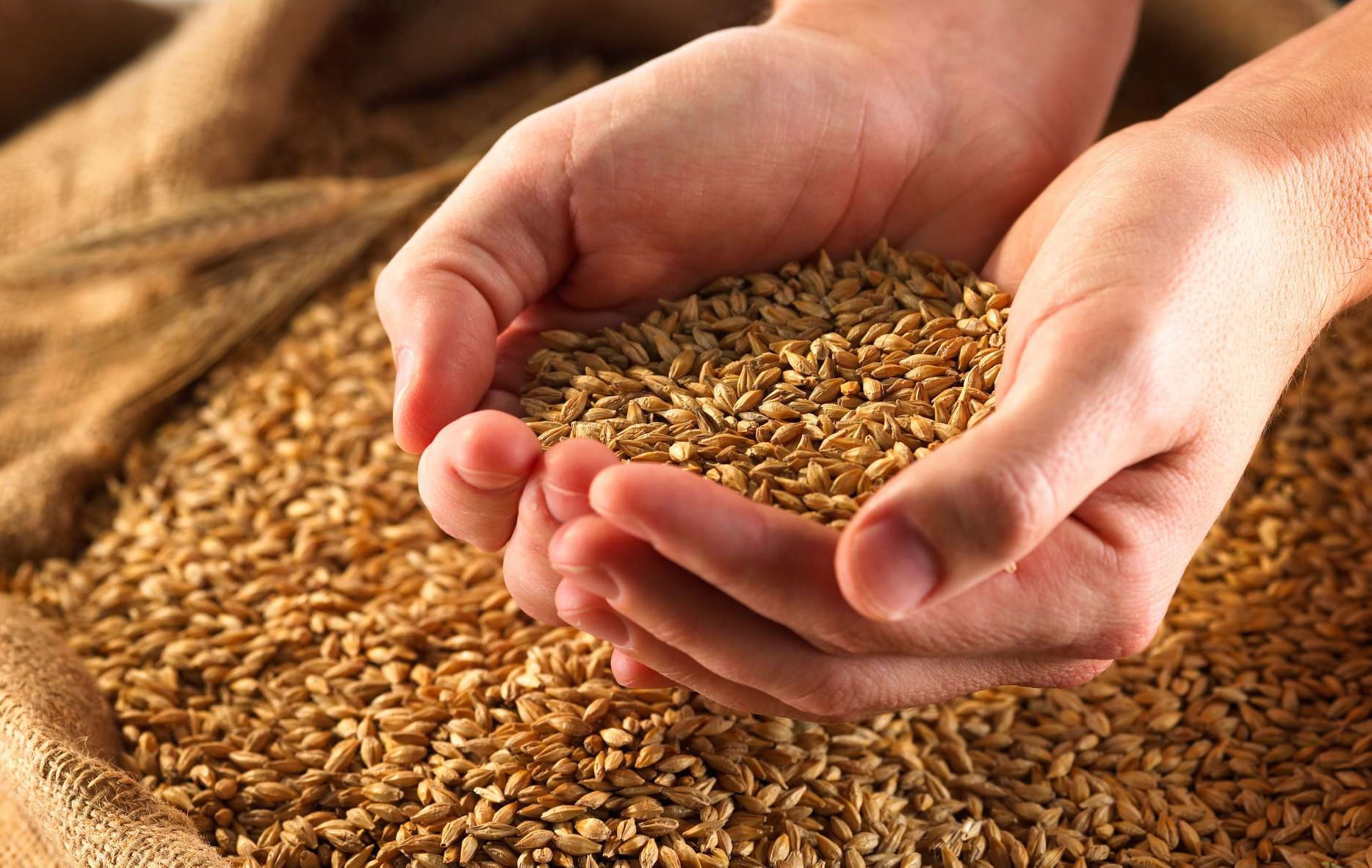 Казахстан собрал около 14 млн тонн зерна 