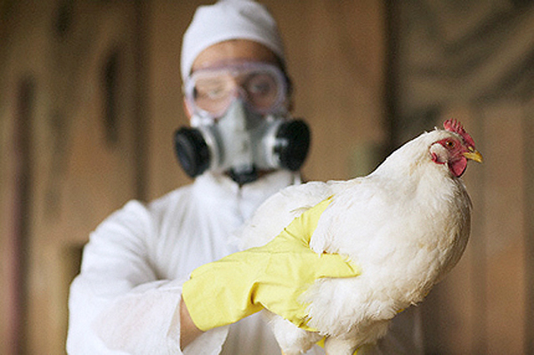 На юго-западе Китая зафиксировали вспышку птичьего гриппа