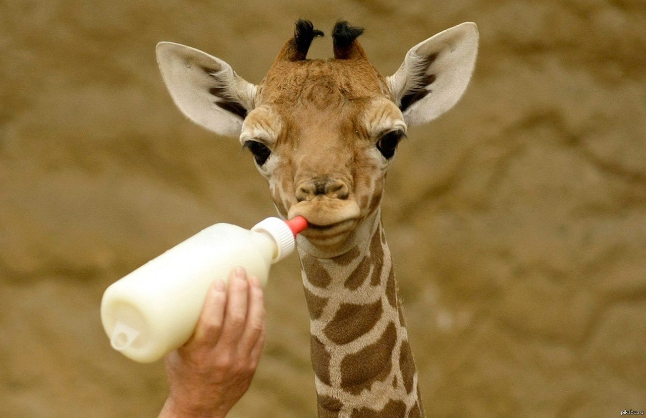 В алматинском зоопарке родился жирафёнок