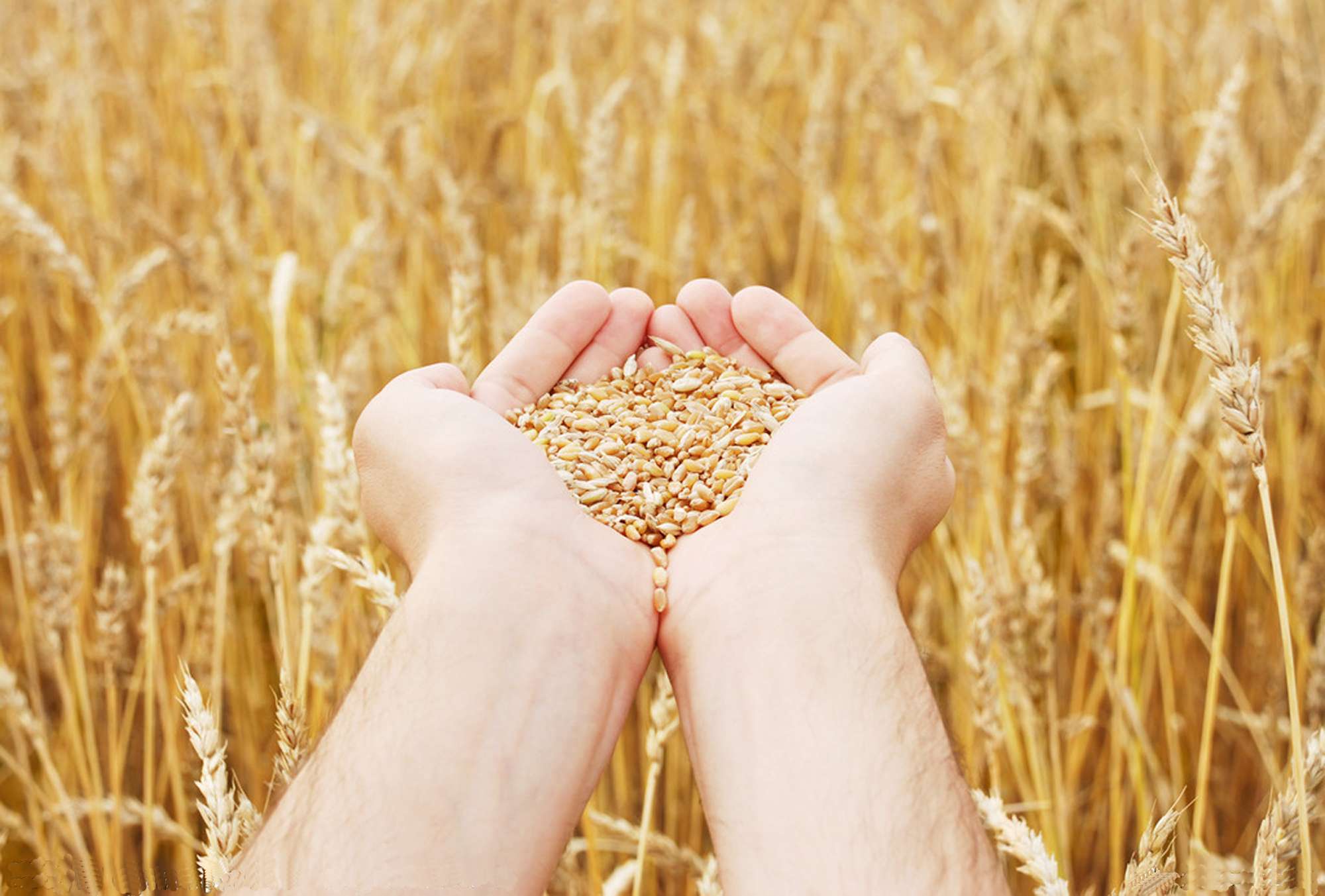 Сколько намолотили зерна аграрии Казахстана 
