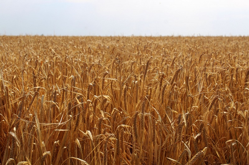 По прогнозу МСХ РК, сбор зерновых в Казахстане составит более 20 млн тонн