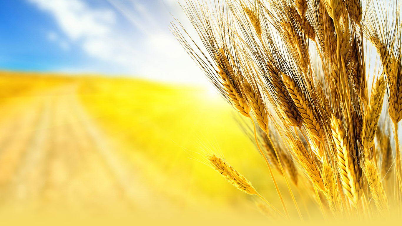 Американская пшеничная ассоциация прекратит работу в России