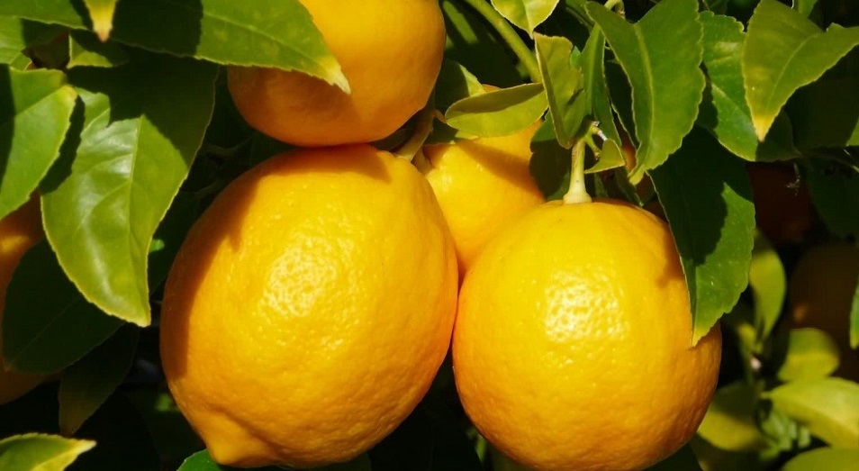 Как сделать «лимон» из лимона 