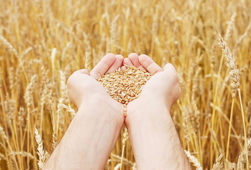 Цена пшеницы третьего класса на ETS составила 93 000 тенге