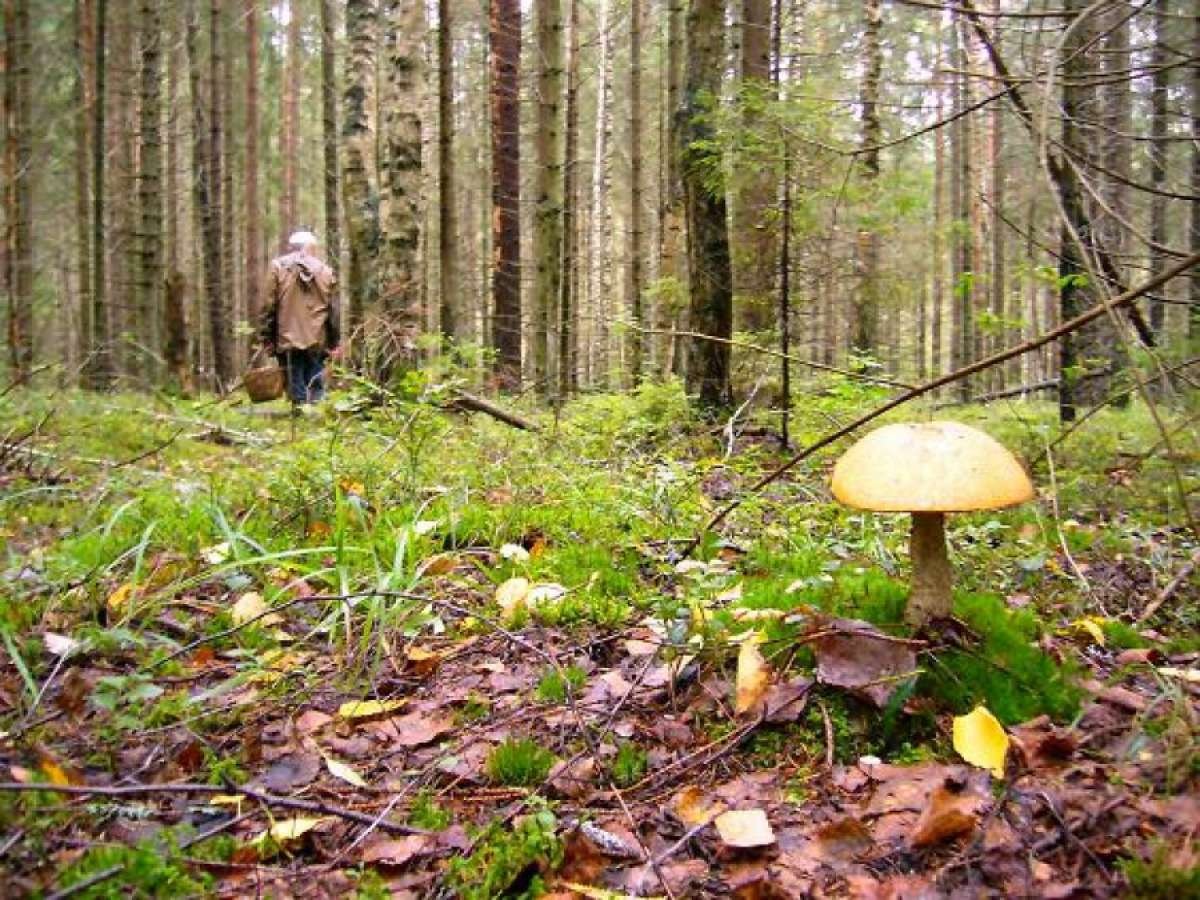 В горах Карагандинской области спасли заблудившихся грибников