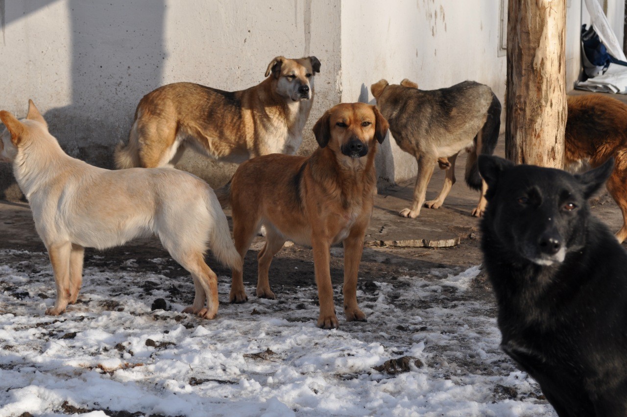 С начала года в Павлодаре изловили и усыпили более трёх тысяч бродячих животных
