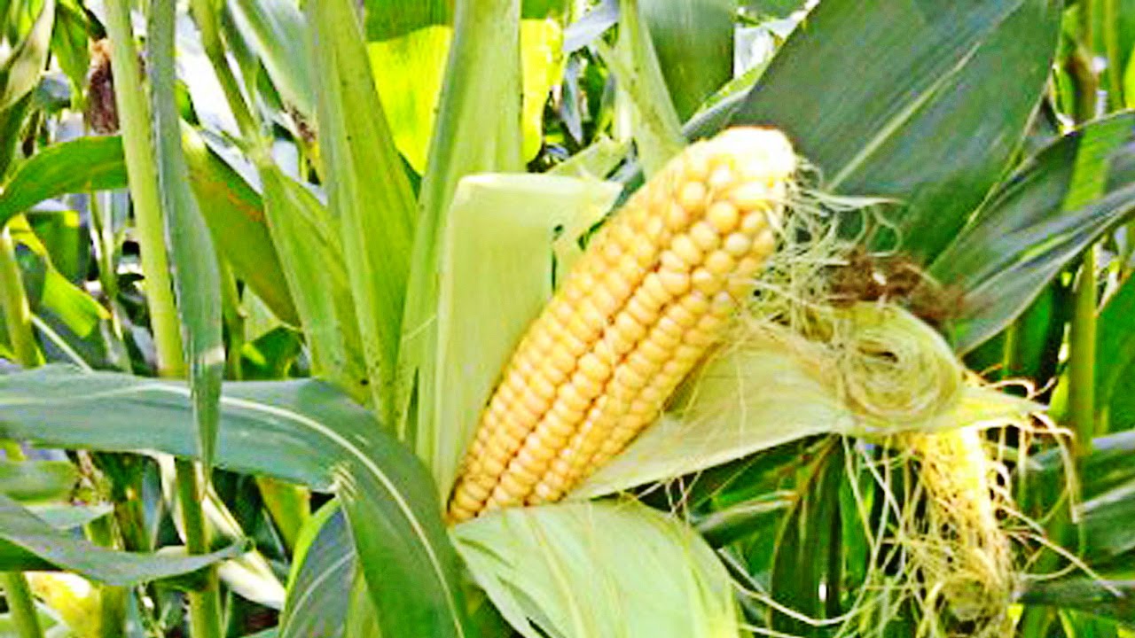 Казахстан будет поставлять ячмень и кукурузу на китайский рынок