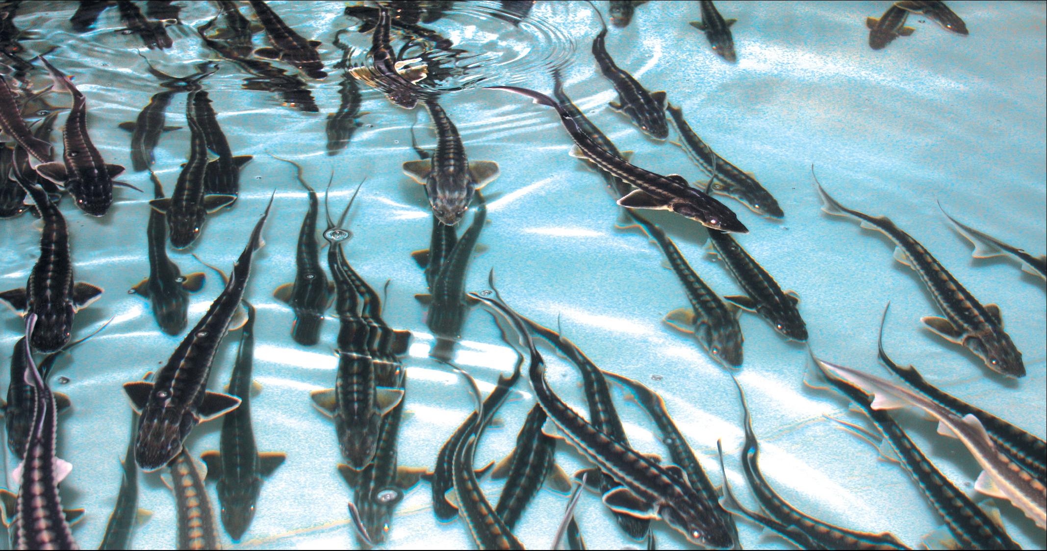 На рыбзаводе в Туркестанской области разводят элитные породы рыб
