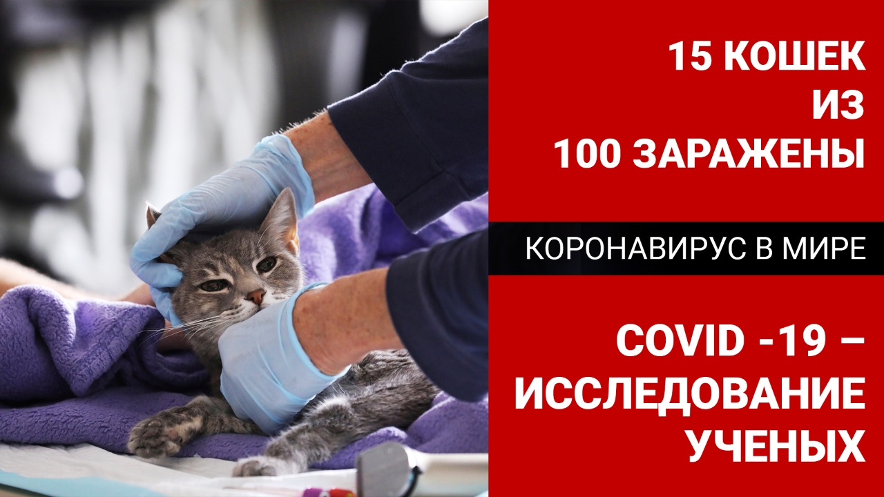 Коронавирус в мире: 15 кошек из 100 заражены COVID-19 – исследование ученых