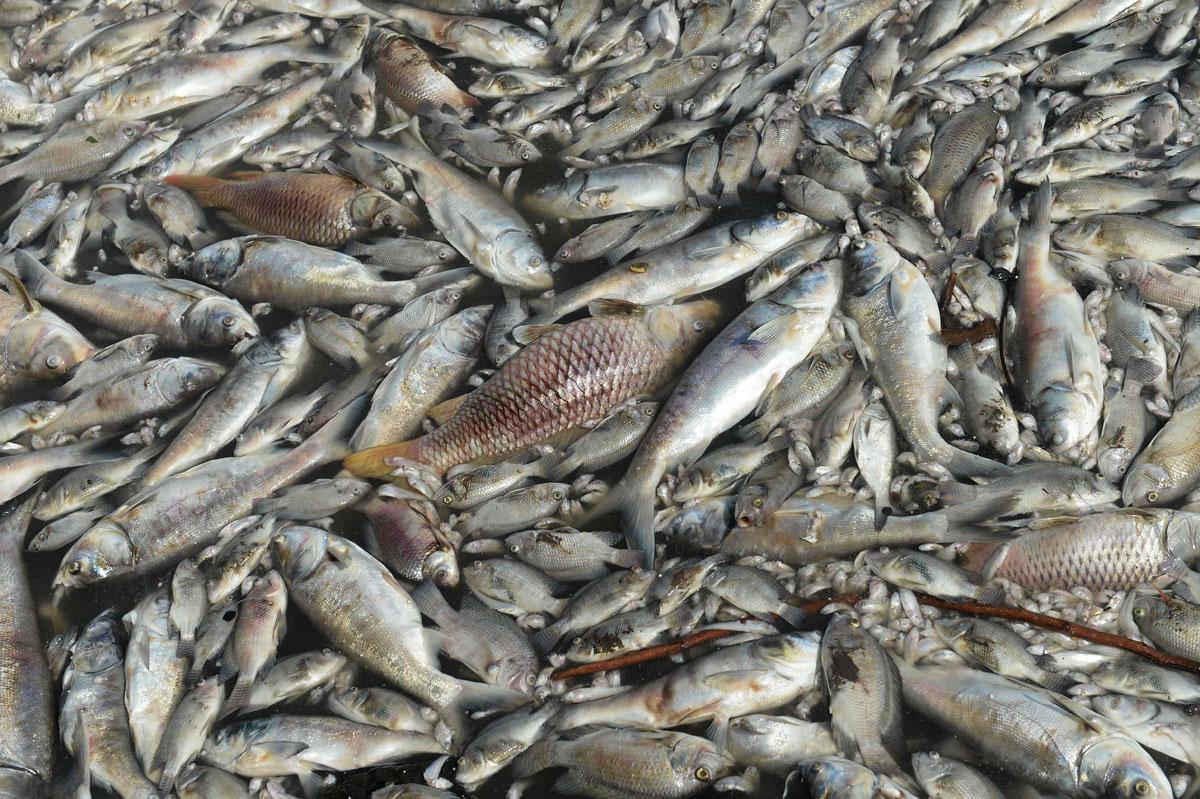 В Атырау межведомственная комиссия выясняет причину гибели рыбы в реке Урал