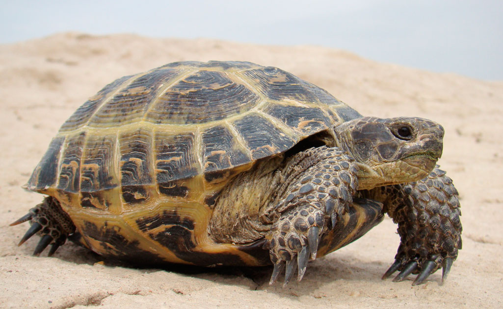 Более 4 тыс. черепах из Казахстана найдены в гараже Оренбурга