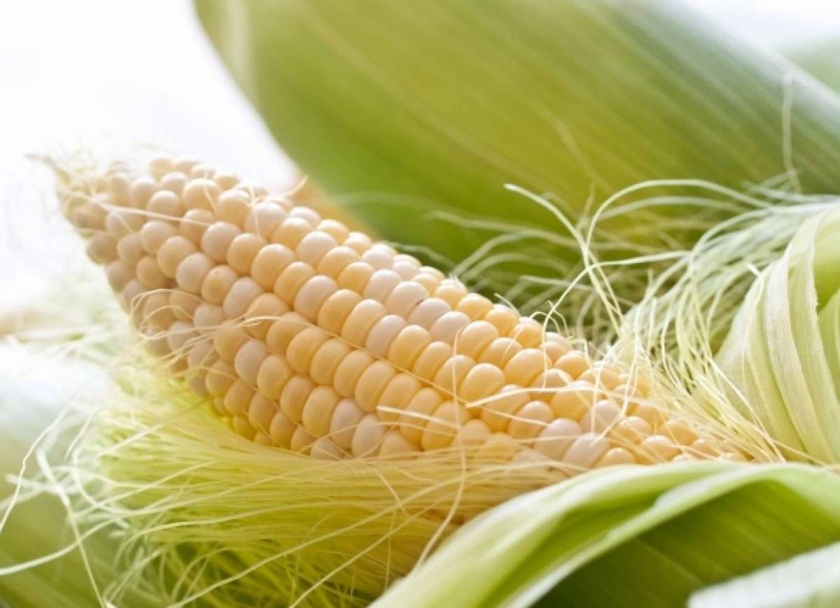 Казахстан будет экспортировать кукурузу и ячмень в Китай