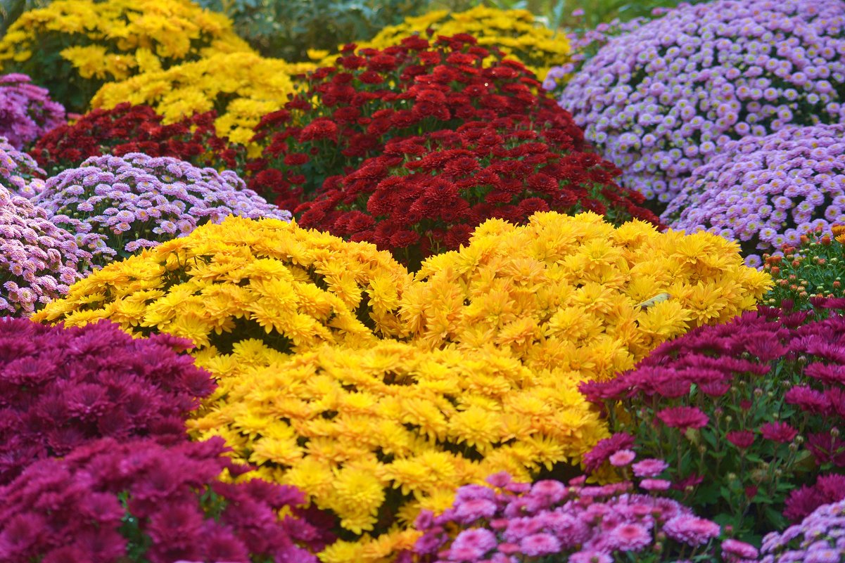 350 тысяч цветов высадят в Атырау