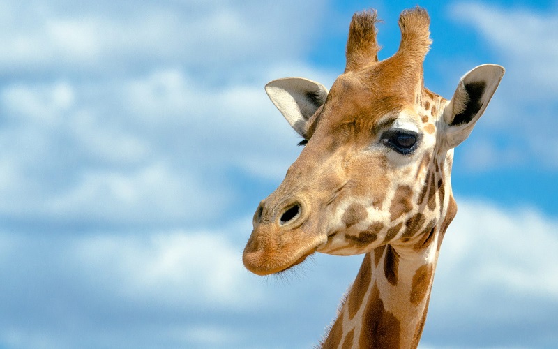 В зоопарке Алматы умерла жираф Грация