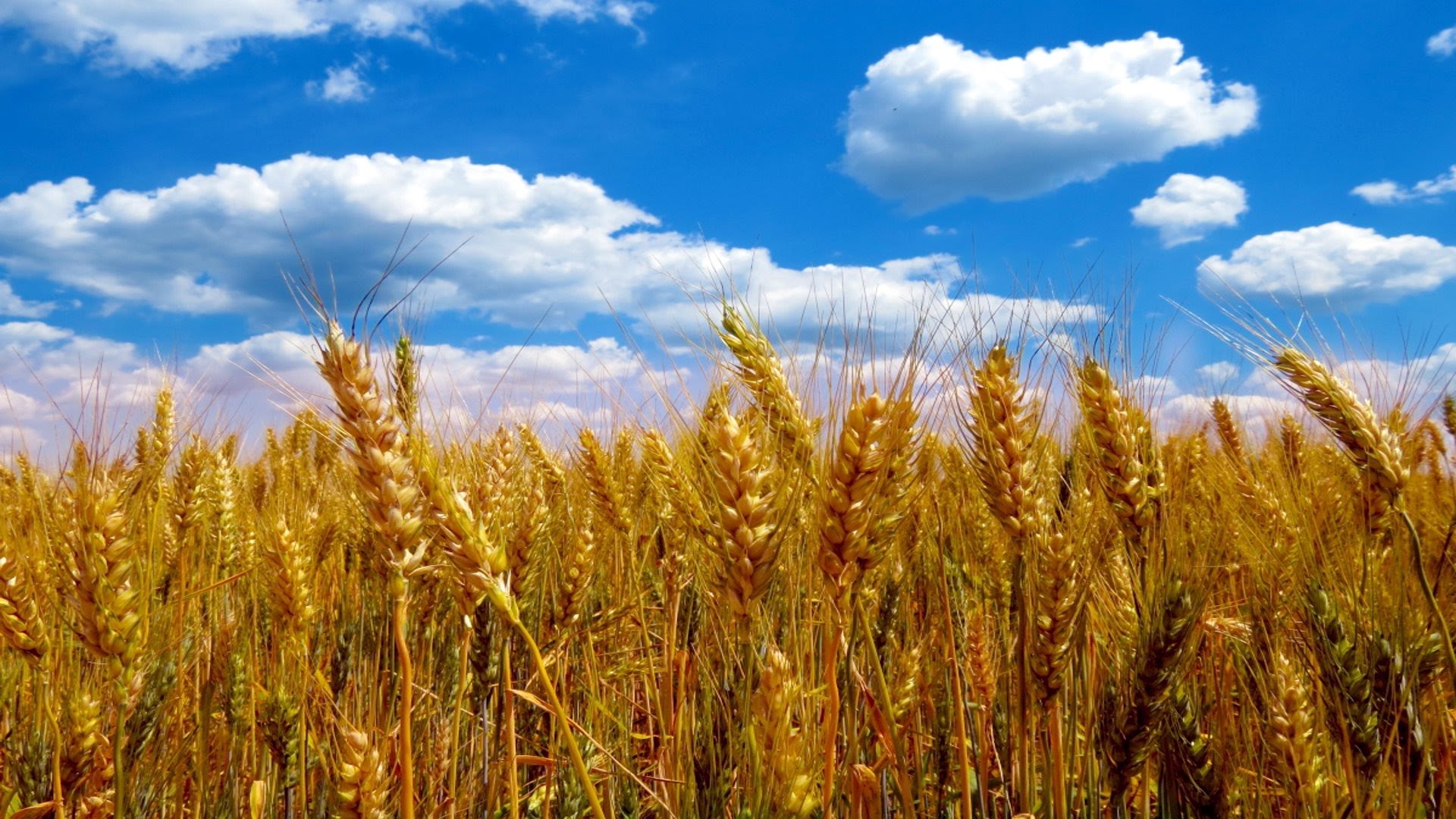 Итальянцы закупают новый сорт пшеницы в Казахстане