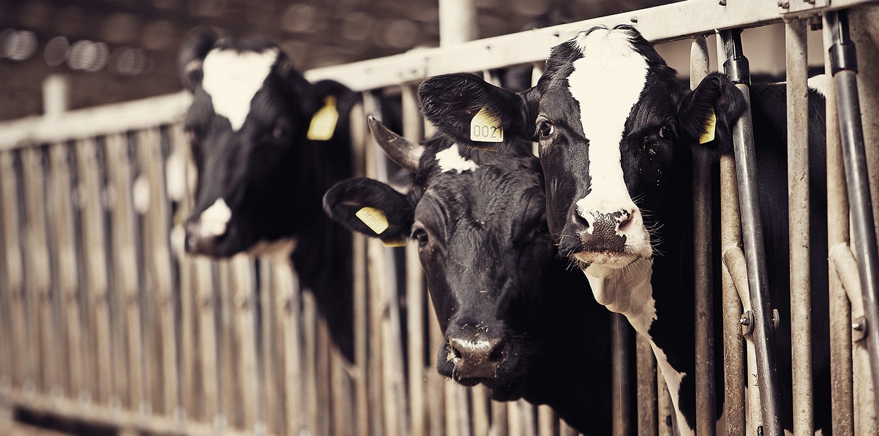 Молочно-товарная ферма на 1200 коров появится в Жуалынском районе 