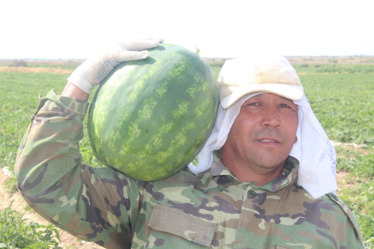 Первый урожай арбузов отправили на экспорт из Туркестанской области