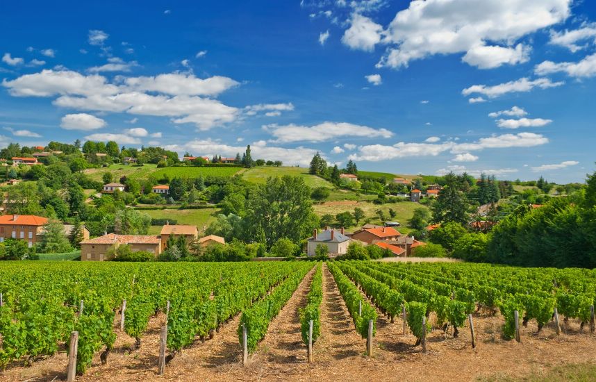 Град убил виноградники во французском Божоле