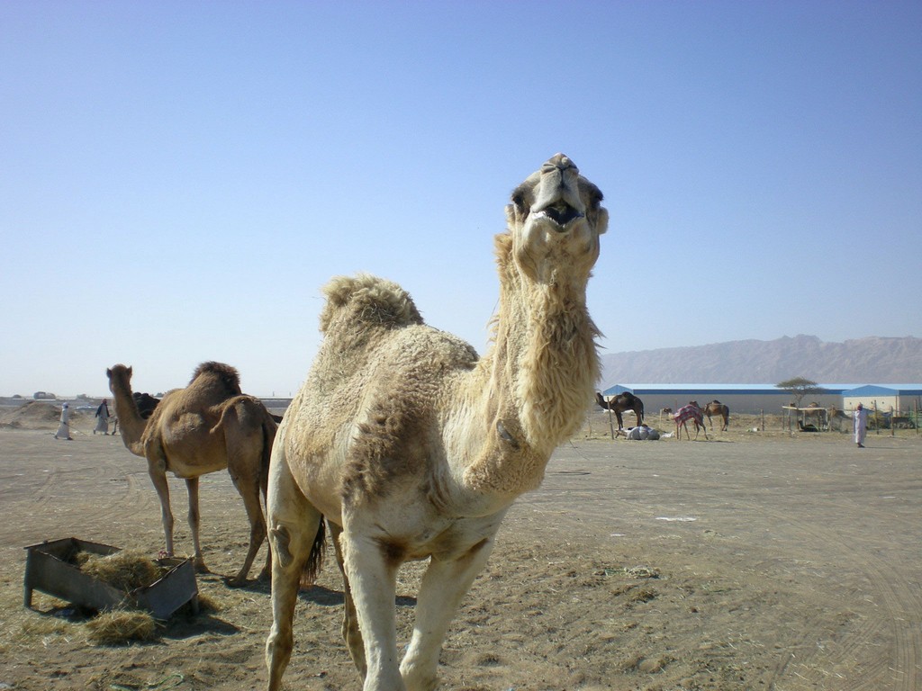 15 наездников состязались в верблюжьих гонках в Туркестанской области