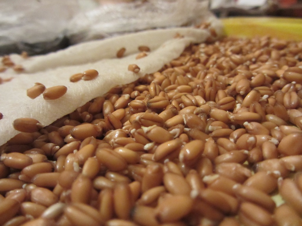 Казахстан может экспортировать в Иран до 1 млн тонн пшеницы 