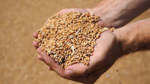 Аграрии Казахстана завершили уборку зерновых, намолочено 19,68 млн тонн