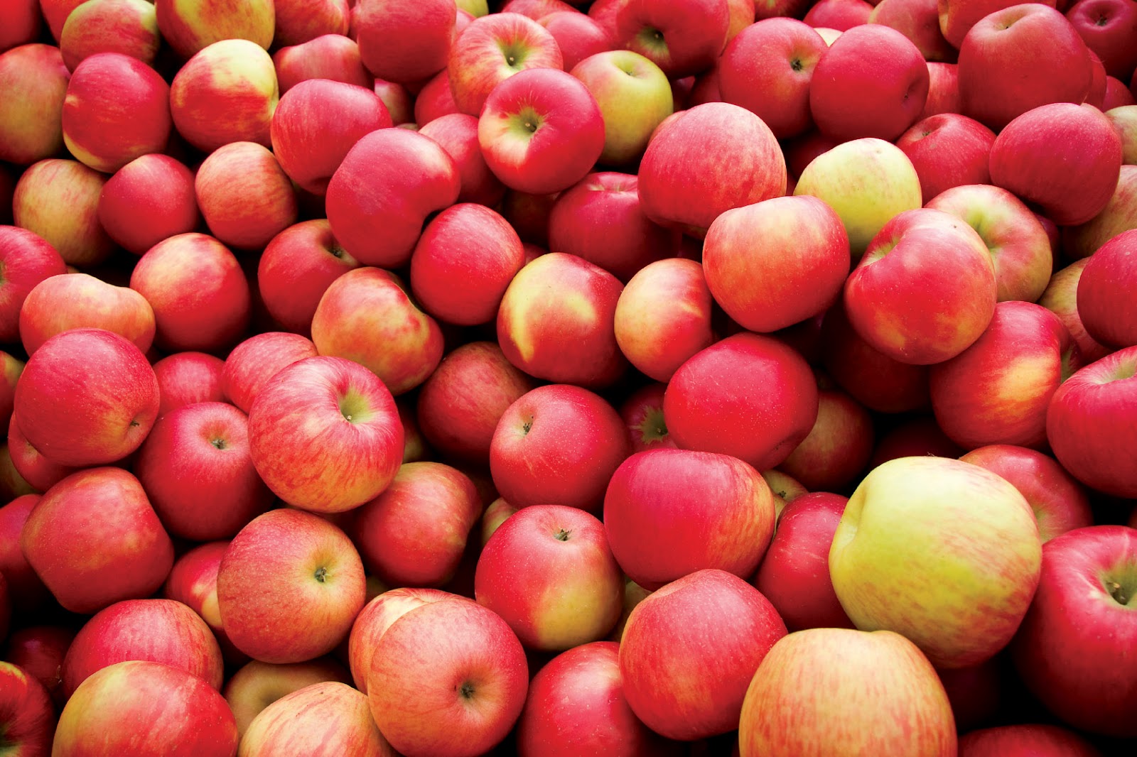 Россельхознадзор с 28 мая запретил поставки яблок с казахстанского предприятия