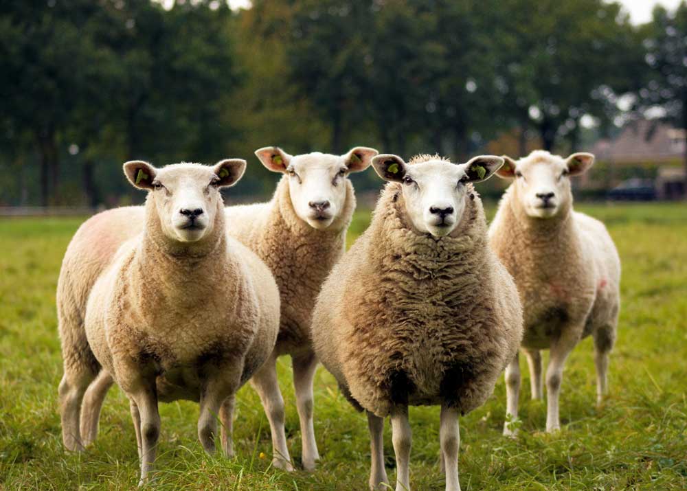 Монголия и Казахстан заинтересованы в создании овцеводческих кластеров