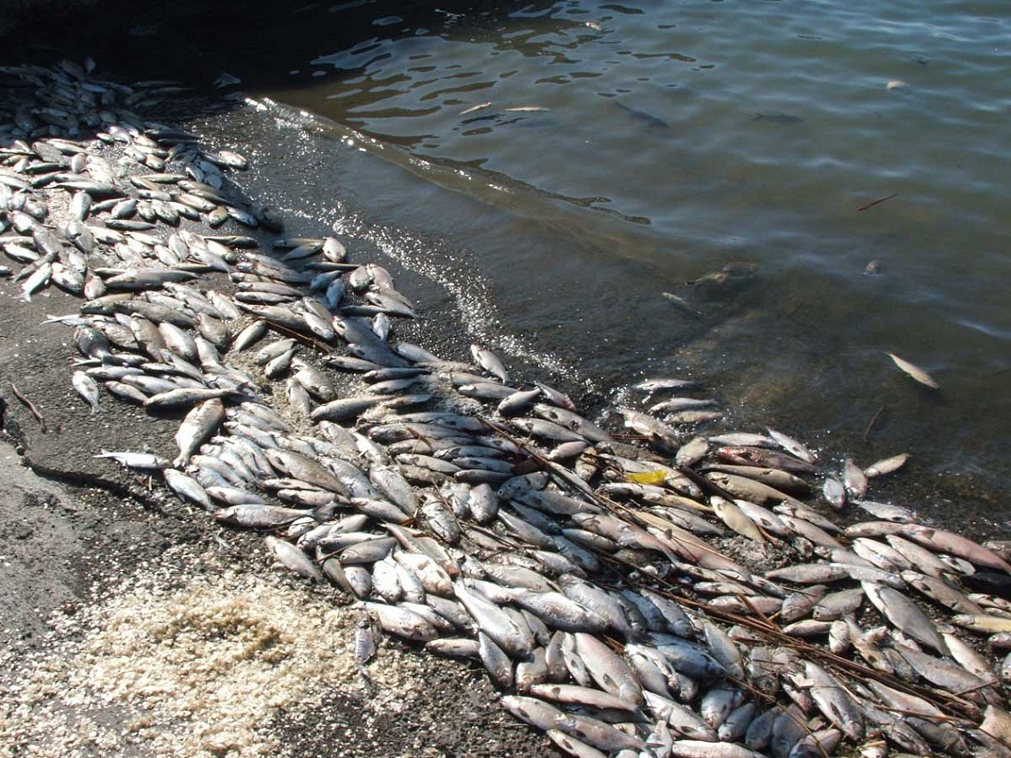 Досудебное расследование проводится по факту массовой гибели рыбы в ЗКО