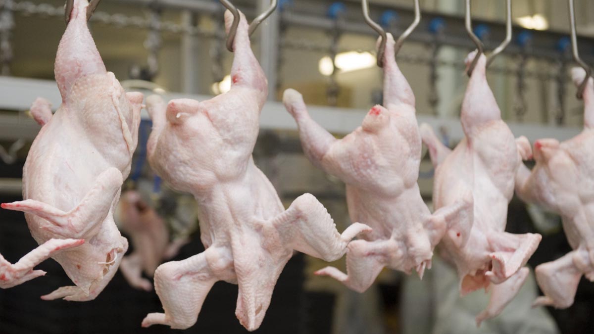 КООЗ выявил опасное мясо птицы  из России и Беларуси в Казахстане