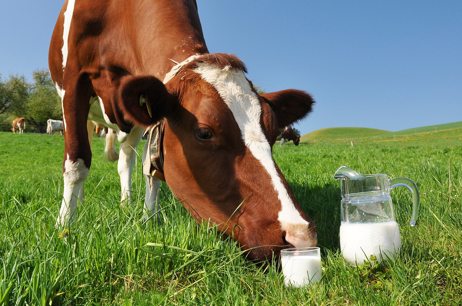 Новую молочно-товарную ферму презентовали в Павлодарском районе